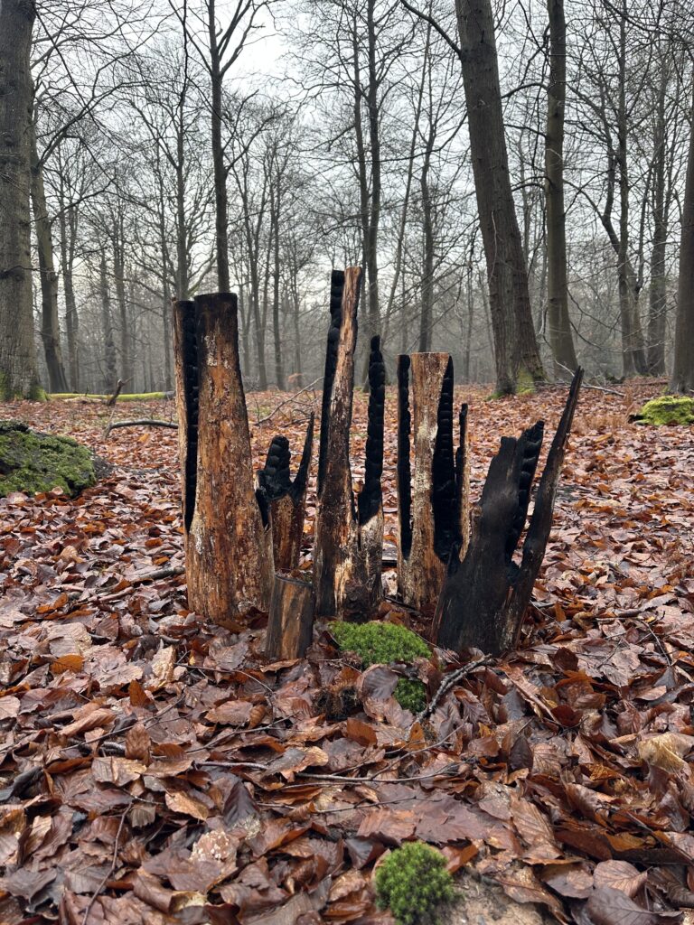 trees